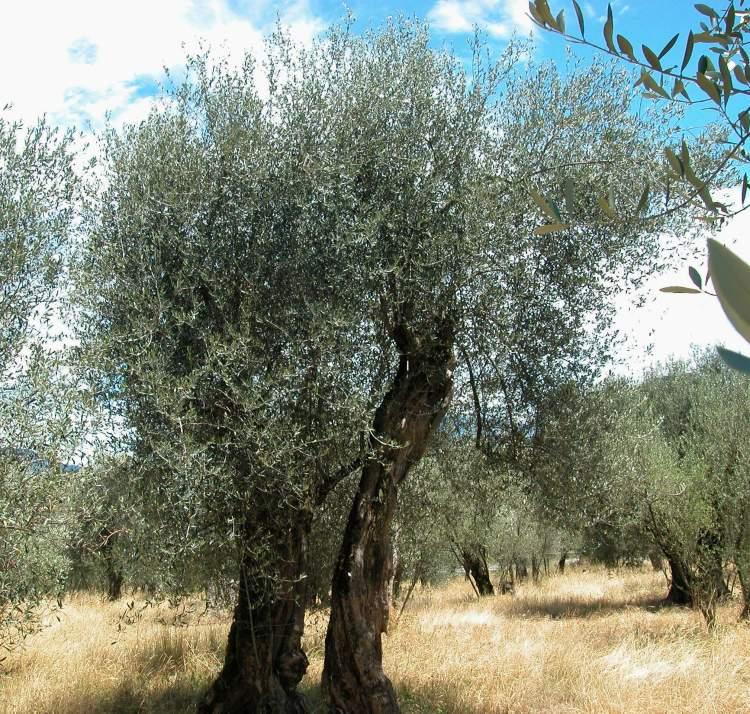 Propiedades del olivo