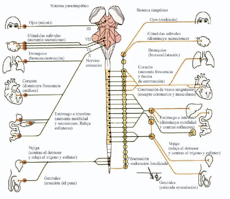 El sistema nervioso autónomo