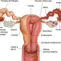 Medicina natural para el flujo vaginal