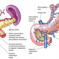 Medicina natural para el páncreas