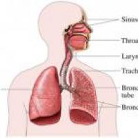 Remedios de homeopatía para el asma