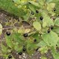 Plantas con alcaloides - Belladonna