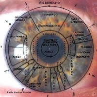 Mapa del iris derecho - Iridología