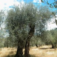 Propiedades del olivo