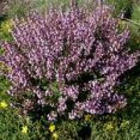 Plantas medicinales para herpes - Salvia