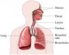Medicina natural para la pleura