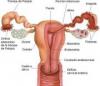 Medicina natural para el Síndrome premenstrual