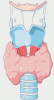 Glándulas del sistema endocrino