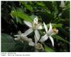 Plantas medicinales antiespasmódicas - Flor de azahar