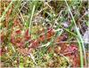 Propiedades de Drosera