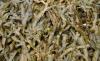 Propiedades de Fucus