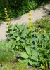 Propiedades de genciana