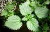 Plantas con flavonósidos