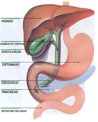 Las añadiduras al acné