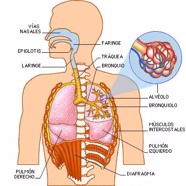Medicina natural para la faringitis