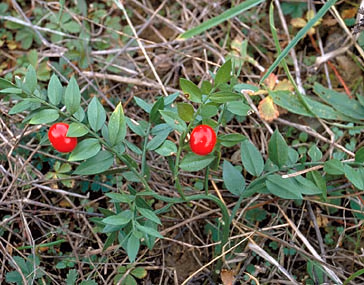 Propiedades de Rusco - Ruscus aculaetus