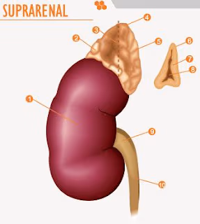 Medicina natural para las glándulas