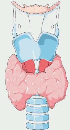 Glándulas del sistema endocrino