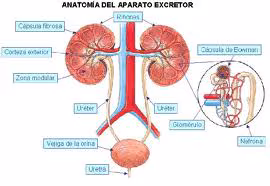 Medicina natural para la vejiga