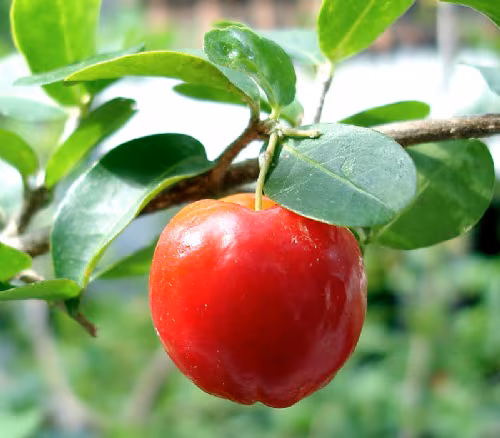 Propiedades de la acerola