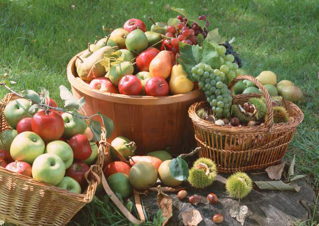 Alimentos para el colon