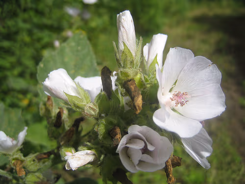 Plantas medicinales pectorales - Malvavisco