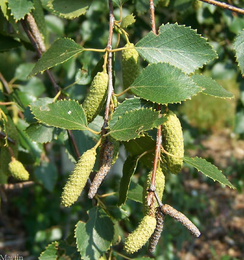 Plantas medicinales antipiréticas o febrífugas - Abedul