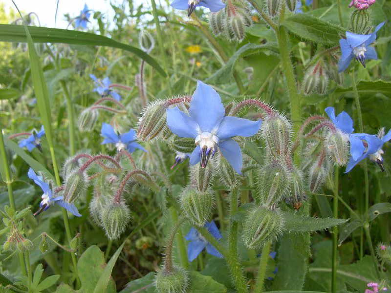 Plantas medicinales para dermatitis - Borraja