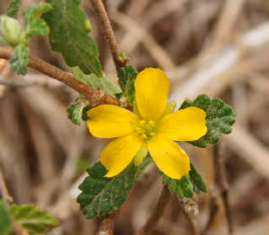 Propiedades de Damiana