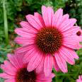 Plantas medicinales para amigdalitis - Echinacea