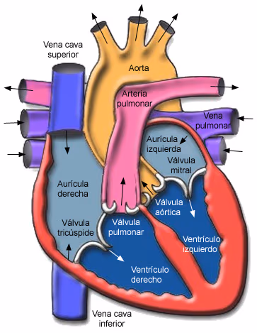 Algunas enfermedades del corazón