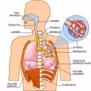 Plantas medicinales para la tos
