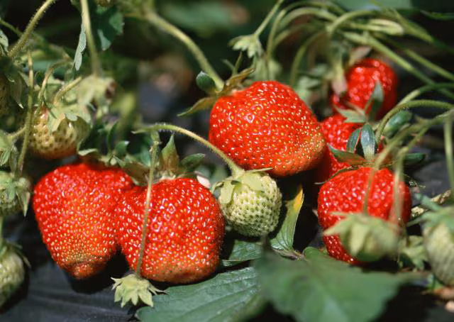 Propiedades de las fresas