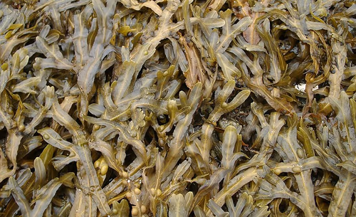Propiedades de Fucus