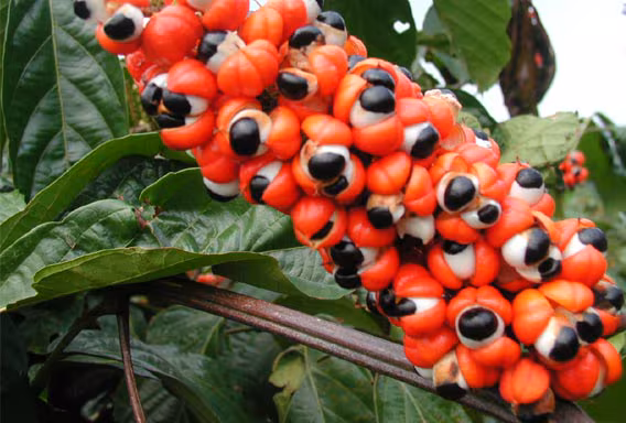 Propiedades de guaraná