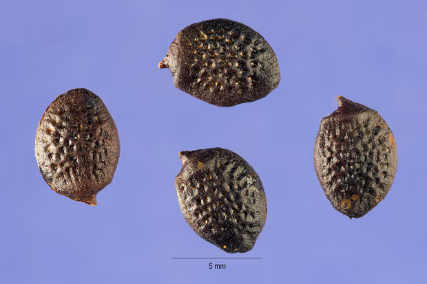 Propiedades de la Passiflora