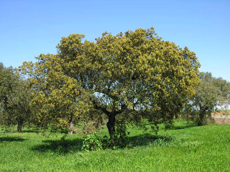 Plantas medicinales antídotos - Encina