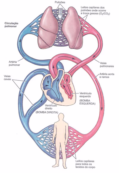 Las varices y el sistema circulatorio