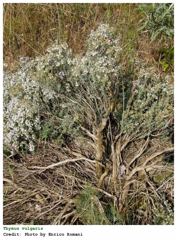 Plantas medicinales para la gripe y resfriado - Tomillo