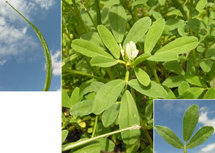 Plantas medicinales para celulitis - Alholvas