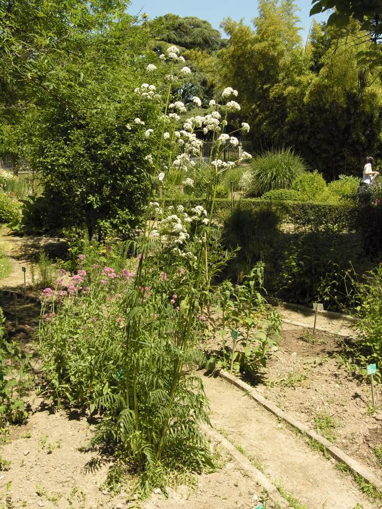 Propiedades de la valeriana