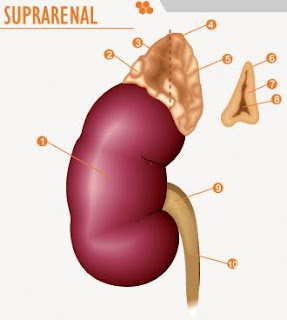 medicamentos homeopaticos para uretritis medicamentos homeopaticos para uretritis