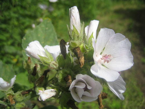 Plantas medicinales pectorales y antitusivas