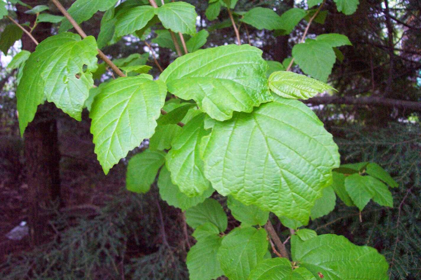 Plantas medicinales para combatir las hemorroides: Hamamelis