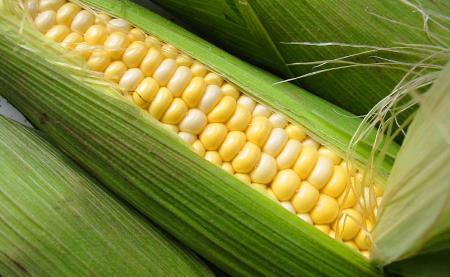 El maíz, uno más entre los cereales