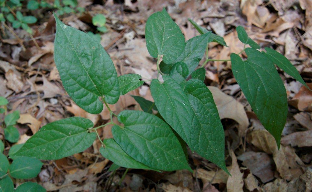 Plantas aritoloquiáceas - Serpentaria de Virginia