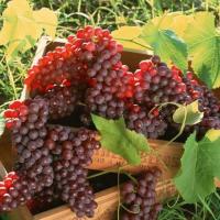 Las uvas, excelente antioxidante