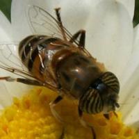 Remedios homeopáticos - Apis Mellifica
