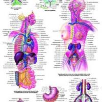 Funciones del sistema linfático
