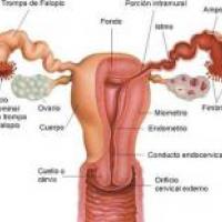Remedios para la menstruación irregular